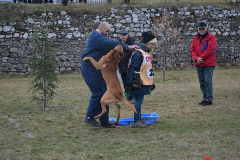 Campionatul câinilor isteţi: Cupa Braveheart Oradinum, cel mai mare concurs de mondioring din ţară, în şanţul Cetăţii (FOTO/VIDEO)