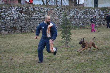 Campionatul câinilor isteţi: Cupa Braveheart Oradinum, cel mai mare concurs de mondioring din ţară, în şanţul Cetăţii (FOTO/VIDEO)