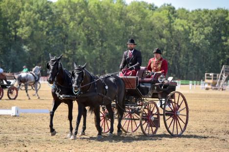 La Oșorhei a început concursul internațional de atelaje, cu cai de rasă ce valorează milioane de euro (FOTO)