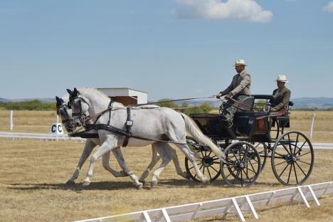 La Oșorhei a început concursul internațional de atelaje, cu cai de rasă ce valorează milioane de euro (FOTO)