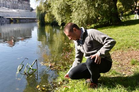 Natura de lângă noi: Malurile Crișului Repede din Oradea ar putea deveni o zonă protejată (FOTO)