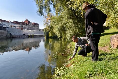 Natura de lângă noi: Malurile Crișului Repede din Oradea ar putea deveni o zonă protejată (FOTO)