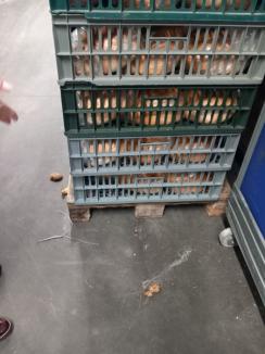 Un magazin Penny din Bihor a fost închis din cauza mizeriei, a excrementelor de șoareci şi a spaţiilor insalubre (FOTO/VIDEO)