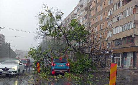 Un copac a căzut peste o maşină aflată în trafic, în Oradea (FOTO / VIDEO)