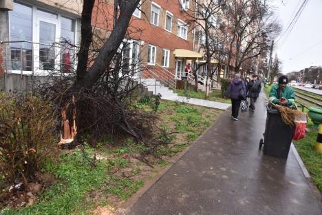 Copaci și stâlpi căzuți inclusiv pe mașini în Bihor! (FOTO/VIDEO)