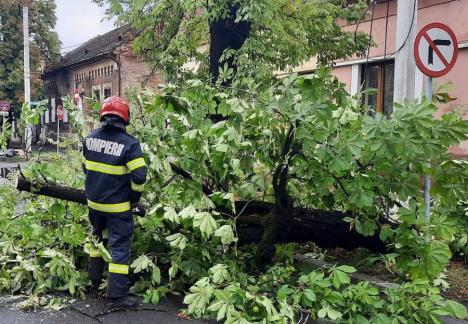 Vijelia a făcut pagube în Bihor: 13 copaci doborâți și mai multe gospodării inundate