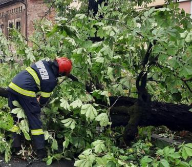 Vijelia a făcut pagube în Bihor: 13 copaci doborâți și mai multe gospodării inundate