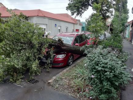 Copac prăbușit peste o mașină în Oradea (FOTO / VIDEO)