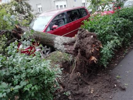 Copac prăbușit peste o mașină în Oradea (FOTO / VIDEO)