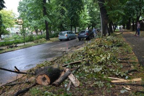 Furtuna, în Oradea: Un copac de pe strada Matei Basarab s-a prăbuşit peste o maşină în mers (FOTO)