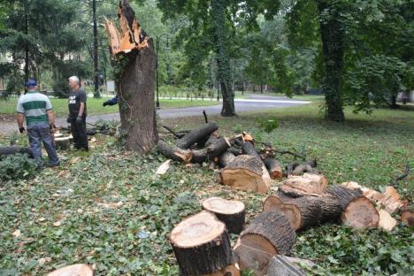 Răpus de furtună, un copac a distrus gardul noului Muzeu al Ţării Crişurilor (FOTO/VIDEO)