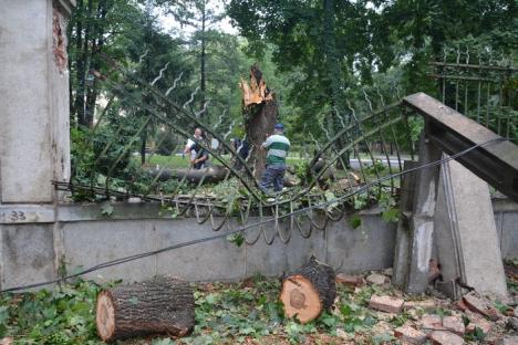 Răpus de furtună, un copac a distrus gardul noului Muzeu al Ţării Crişurilor (FOTO/VIDEO)