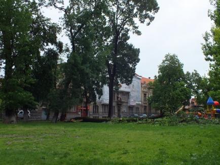 Cod portocaliu în Bihor. Trei gospodării inundate în judeţ şi mai mulţi copaci doborâţi de vânt în Oradea (FOTO)