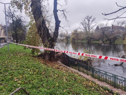 Ploaie cu pagube: Copac doborât în Criş în centrul Oradiei, curţi inundate la Săcueni (FOTO)