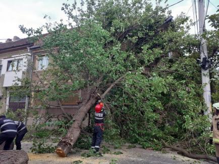 Vremea rea face pagube în Oradea: Copac căzut peste o casă, alți arbori au distrus maşini (FOTO / VIDEO)