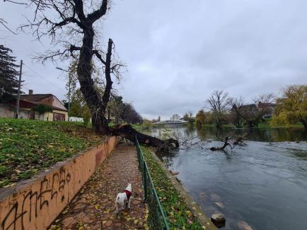 Ploaie cu pagube: Copac doborât în Criş în centrul Oradiei, curţi inundate la Săcueni (FOTO)