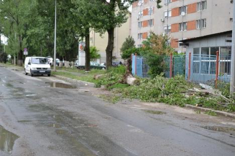 Cod portocaliu în Bihor. Trei gospodării inundate în judeţ şi mai mulţi copaci doborâţi de vânt în Oradea (FOTO)