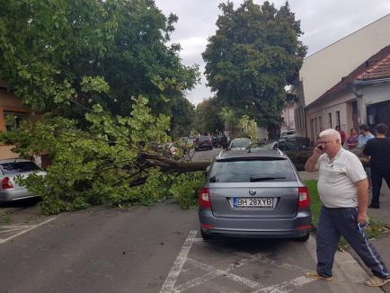Putea face victime! Un copac prăbuşit a distrus o maşină parcată pe strada Iuliu Maniu (FOTO)
