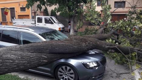 Putea face victime! Un copac prăbuşit a distrus o maşină parcată pe strada Iuliu Maniu (FOTO)
