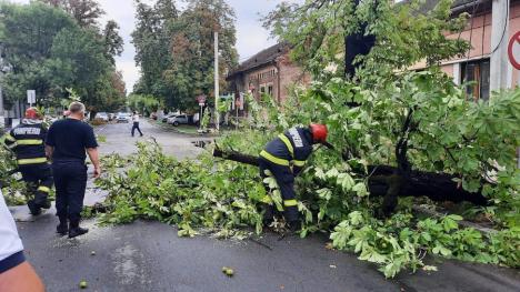 Vijelie în Oradea: copaci căzuți inclusiv pe mașini pe mai multe străzi din municipiu (FOTO)