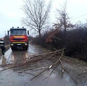 Copaci căzuţi pe carosabil şi două localităţi fără curent din cauza vântului, în Bihor