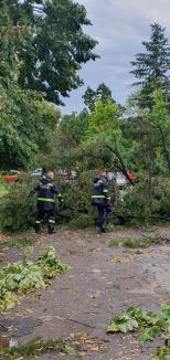 200 de apeluri 112 în Bihor! ISU Crișana: zeci de copaci pe carosabil și mașini, drumuri naționale blocate după furtunile de marți (FOTO/VIDEO)