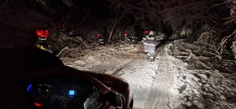 Zăpada și vântul au făcut prăpăd în Bihor: Zeci de copaci, doborâți în zona Pădurea Neagră, mii de locuitori fără curent (FOTO/VIDEO)