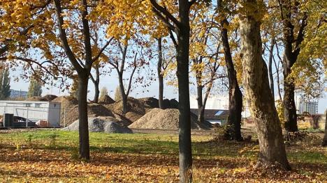Au eliberat copacii! Cum au îngropat sub pietriş o serie de copaci muncitorii angajaţi de Primăria Oradea (FOTO)