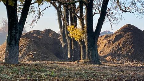 Au eliberat copacii! Cum au îngropat sub pietriş o serie de copaci muncitorii angajaţi de Primăria Oradea (FOTO)