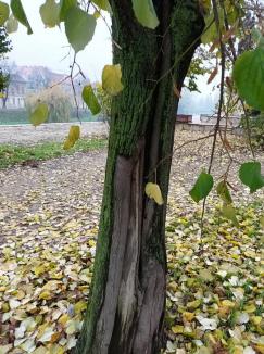 Copacii din jurul statuii lui Mihai Eminescu din Oradea vor fi tăiați (FOTO)