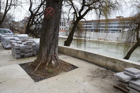 Copaci... „beton”: Lucrările la Piața Libertății pun în pericol arborii din zonă (FOTO)