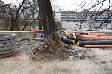 Copaci... „beton”: Lucrările la Piața Libertății pun în pericol arborii din zonă (FOTO)