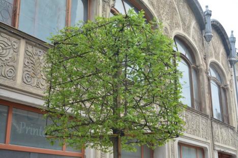 Model inedit: Copaci cu coroană cubică, plantaţi pe pietonala Alecsandri din Oradea (FOTO)