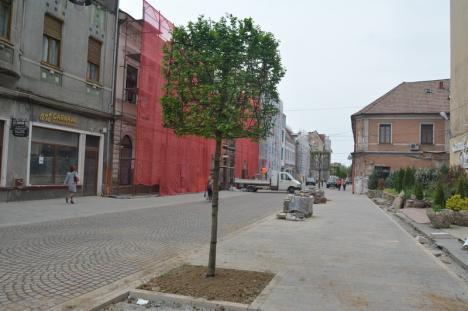 Model inedit: Copaci cu coroană cubică, plantaţi pe pietonala Alecsandri din Oradea (FOTO)