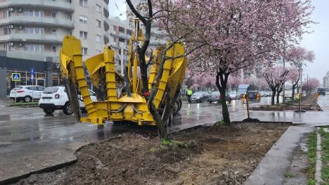 Copaci înfloriți, mutați din cauza șantierului de pe Calea Aradului. Cât plătește Primăria Oradea pentru transplantarea lor (FOTO/VIDEO)