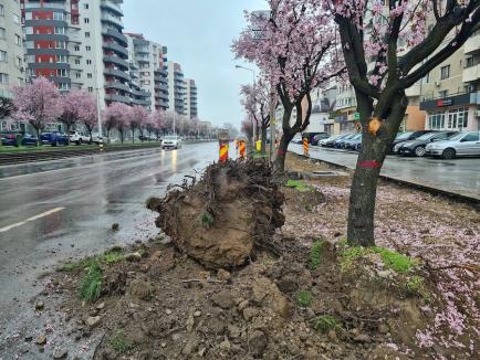 Copaci înfloriți, mutați din cauza șantierului de pe Calea Aradului. Cât plătește Primăria Oradea pentru transplantarea lor (FOTO/VIDEO)