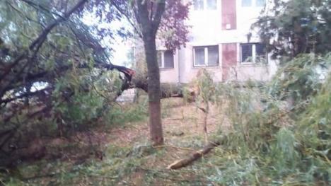 Cod portocaliu de furtuni în Bihor: Copaci rupți și stâlpi doborâți de ploi cu grindină (VIDEO / FOTO)