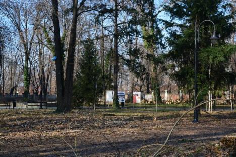 'Drujbofonie' molipsitoare! În curtea noului Muzeu, vecin cu parcul Bălcescu, au fost puşi la pământ 11 copaci (FOTO)