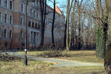 'Drujbofonie' molipsitoare! În curtea noului Muzeu, vecin cu parcul Bălcescu, au fost puşi la pământ 11 copaci (FOTO)