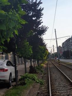 Ne enervează: copacii ciuntiți și crengile lăsate de izbeliște în Cartierul Luceafărul (FOTO)