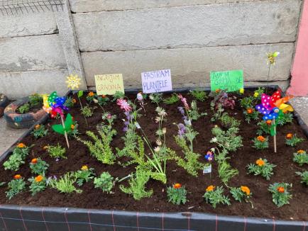 Micii grădinari: Elevi din clasele I și a II-a de la „Eminescu” au plantat flori pe malul Crişului Repede (FOTO)