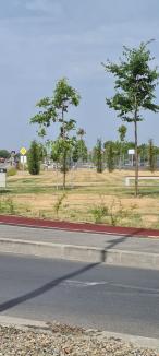 Verde PNL: Gazonul şi o parte din arborii din parcul nou de pe Barcăului s-au uscat (FOTO)