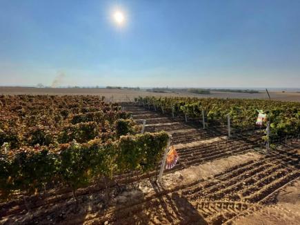 Vin din Bihor! Schimbarea climei transformă zona Bihorului într-un loc ideal pentru producerea de vinuri de calitate (FOTO)