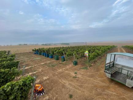 Vin din Bihor! Schimbarea climei transformă zona Bihorului într-un loc ideal pentru producerea de vinuri de calitate (FOTO)
