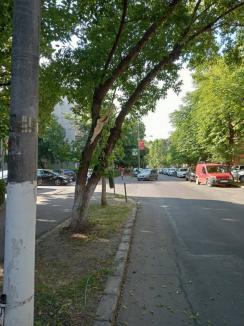 Ne enervează: Arborii netoaletați corespunzător, pericol pentru mașinile parcate (FOTO)