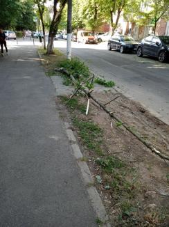 Ne enervează: Arborii netoaletați corespunzător, pericol pentru mașinile parcate (FOTO)