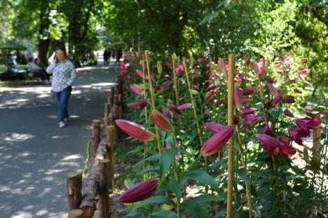 Marius florarul impresionează din nou. A umplut Parcul Libertăţii cu crini imperiali superbi (FOTO / VIDEO) 