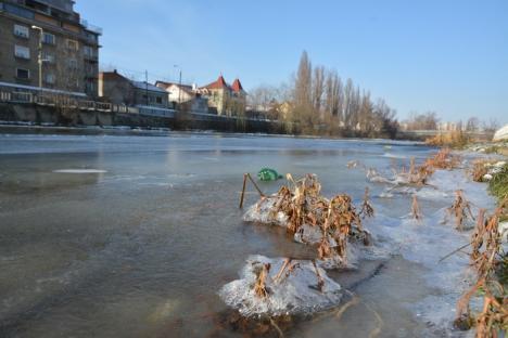 GALERIE FOTO: Crișul Repede, îngheţat