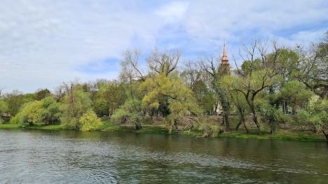 Crișul cel bogat: Tronsonul din Oradea al Crișului Repede este casă bună pentru multe specii ocrotite (FOTO)