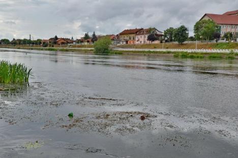 Crişul cel jegos! Din cauza secetei şi caniculei, Crişul Repede mai mult bălteşte decât curge şi s-a umplut de alge şi gunoaie (FOTO/VIDEO)